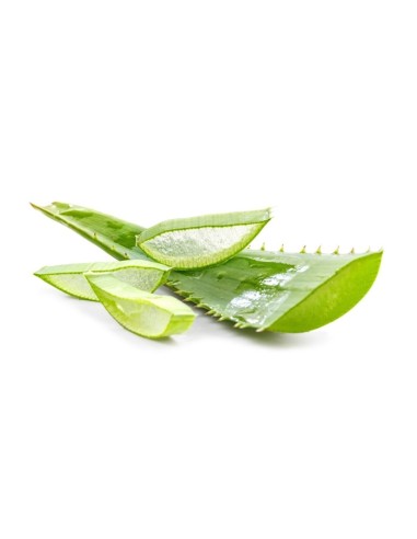 Aloe Vera Jel Aloe Vera Yaprağı Hammadde 1.000 gr