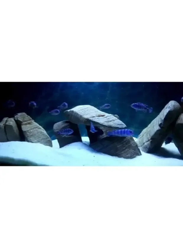 Reeflowers Akvaryum Kumu Beyaz 1 kg