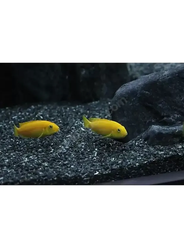 Reeflowers Akvaryum Kumu Siyah 1 kg