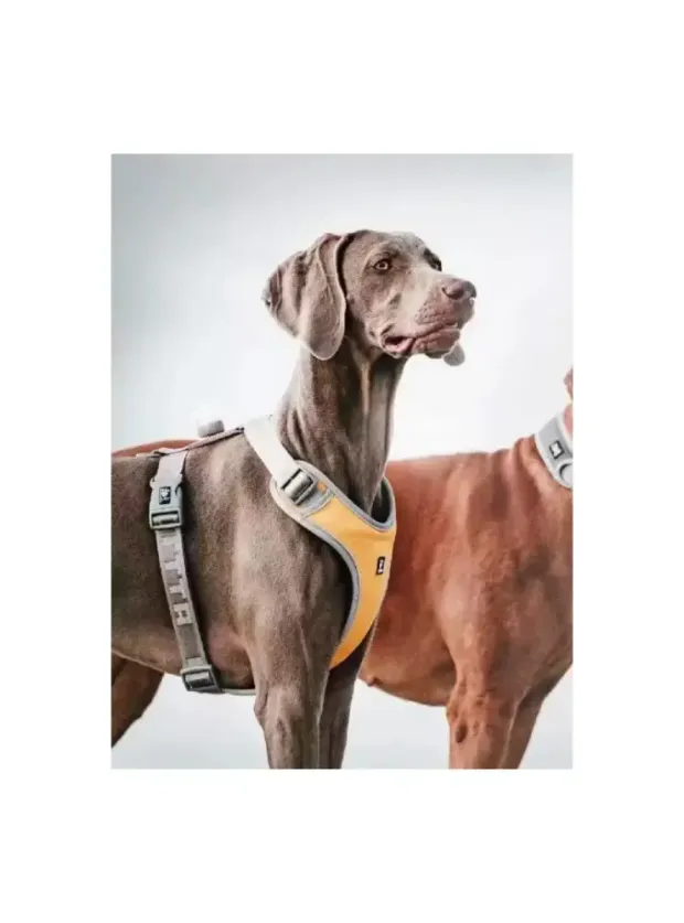 Nunbell Köpek Gögüs Tasmasi L