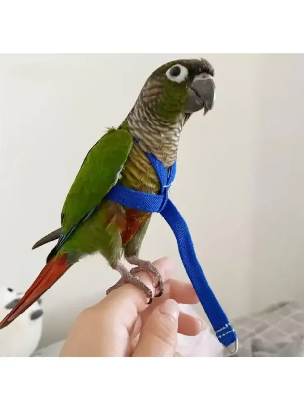 Pet Pretty Papağan Tasması 2|5mt